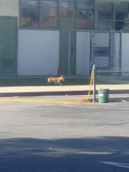 Found/Stray Unknown Dog last seen Was in front of jackson elementary school, Riverside, CA 92503