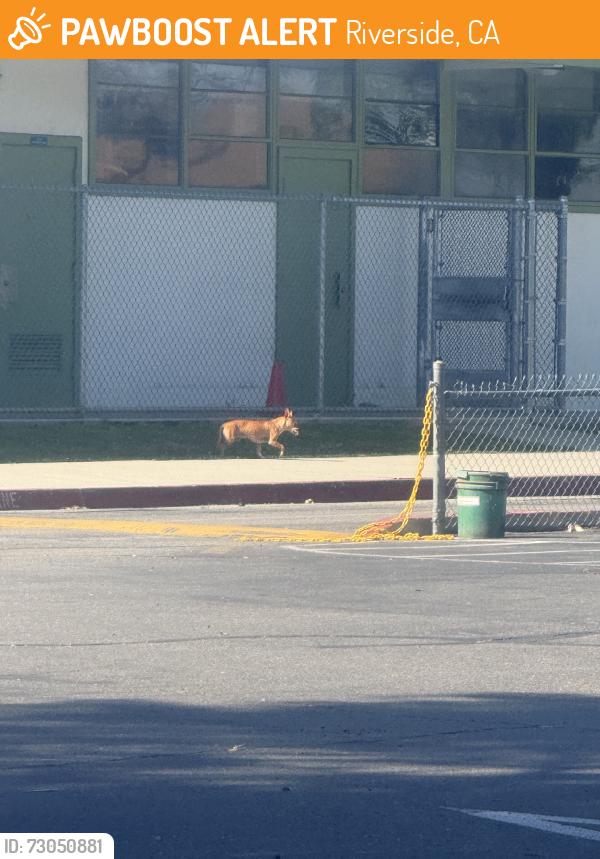 Found/Stray Unknown Dog last seen Was in front of jackson elementary school, Riverside, CA 92503