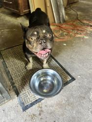 Found/Stray Unknown Dog last seen newsom rd mesquite tx, Mesquite, TX 75150