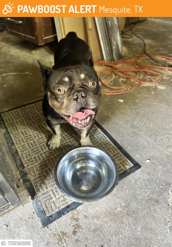 Found/Stray Unknown Dog last seen newsom rd mesquite tx, Mesquite, TX 75150