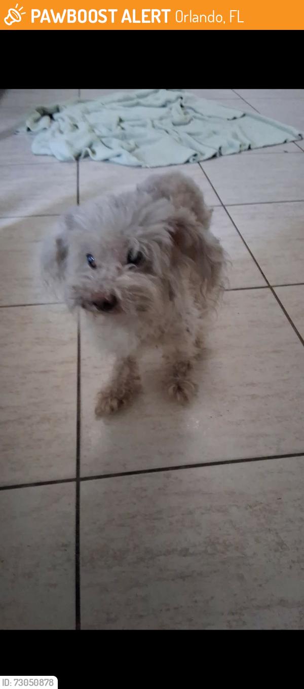 Found/Stray Male Dog last seen Commander drive Orlando Florida, Orlando, FL 32822