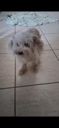 Found/Stray Male Dog last seen Commander drive Orlando Florida, Orlando, FL 32822