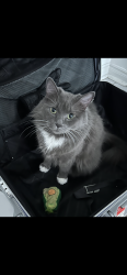 Reunited Female Cat last seen Bridport cresent Scarborough , Toronto, ON M1V