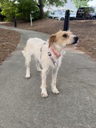 Found/Stray Female Dog last seen roaming around the park, Gainesville, GA 30501