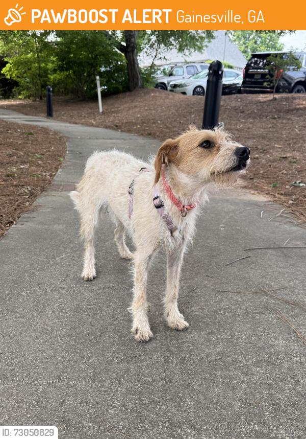 Found/Stray Female Dog last seen roaming around the park, Gainesville, GA 30501