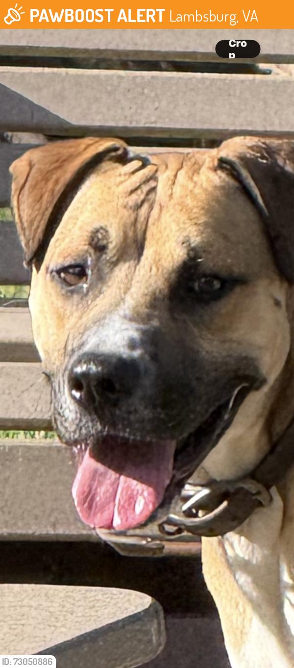 Found/Stray Male Dog last seen Lambsburg Rd, Lambsburg, VA 24351