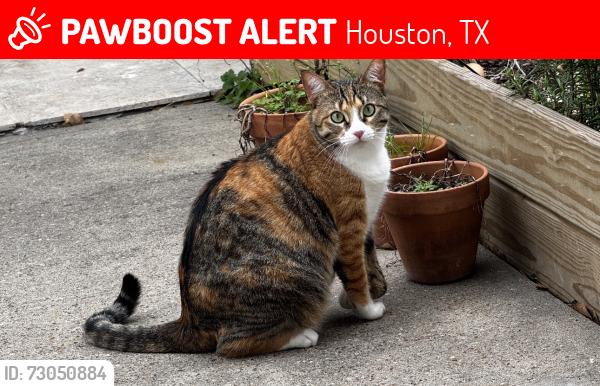 Lost Female Cat last seen Barker lake Cypress 77433, Houston, TX 77433