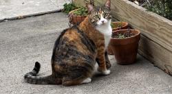 Lost Female Cat last seen Barker lake Cypress 77433, Houston, TX 77433