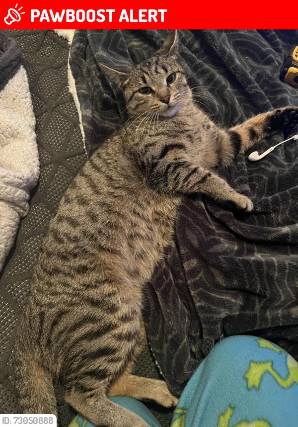 Lost Female Cat last seen Harper Ave, S Gratiot, Metro Pkwy, King St, Demley Dr, Mayley, Linne, Whitley, Clinton Township, MI 48035