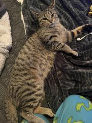 Lost Female Cat last seen Harper Ave, S Gratiot, Metro Pkwy, King St, Demley Dr, Mayley, Linne, Whitley, Clinton Township, MI 48035