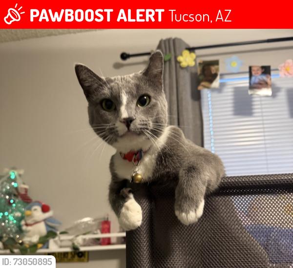Lost Female Cat last seen Camino seco and Escalante, Tucson, AZ 85730