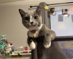 Lost Female Cat last seen Camino seco and Escalante, Tucson, AZ 85730