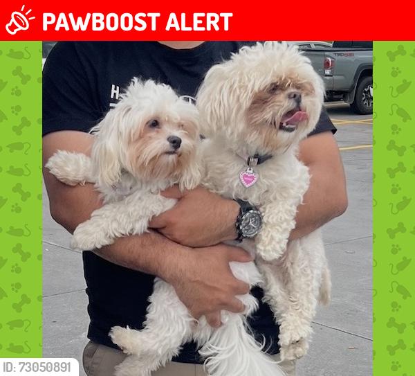 Lost Female Dog last seen Highgate, third avenue, banceoft, Greater Sudbury, ON P3B