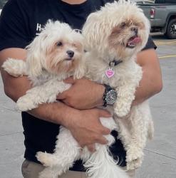 Lost Female Dog last seen Highgate, third avenue, banceoft, Greater Sudbury, ON P3B