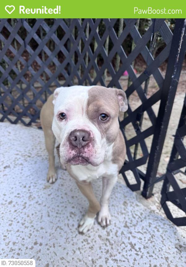 Reunited Male Dog last seen Slater mill Circle Douglasville 30135 , Douglasville, GA 30135