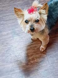 Lost Female Dog last seen Near north Rockton, Rockford, IL 61103