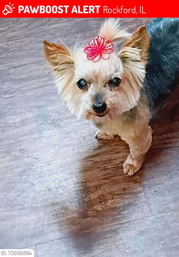 Lost Female Dog last seen Near north Rockton, Rockford, IL 61103