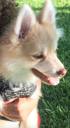 Reunited Male Dog last seen E Susanne St / Claudina, Anaheim, CA 92805