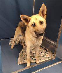 Shelter Stray Female Dog last seen Near BLOCK SOTO DETROIT MI,48238, 7401 Chrysler Dr, Detroit, MI 48211, USA