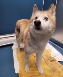 Shelter Stray Female Dog last seen Near BLOCK FAUST AVE, DETROIT MI 48228, 7401 Chrysler Dr, Detroit, MI 48211, USA