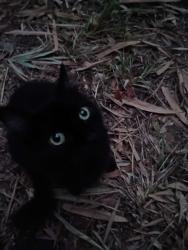 Lost Female Cat last seen Us 200 and ruby street, Hernando, FL 34442