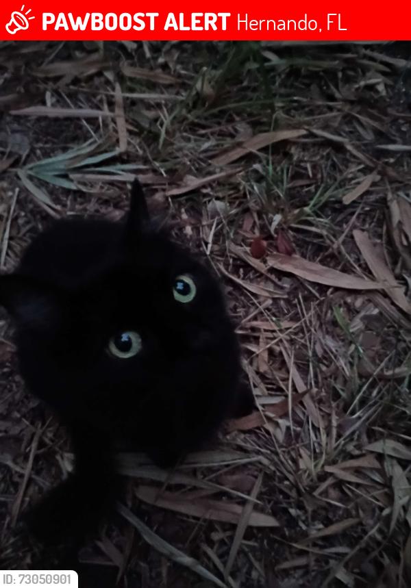 Lost Female Cat last seen Us 200 and ruby street, Hernando, FL 34442