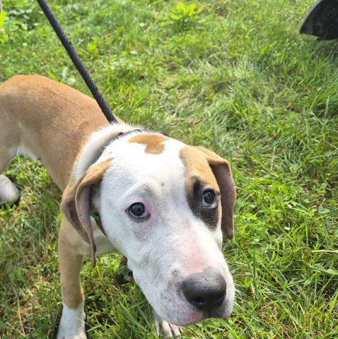Shelter Stray Male Dog last seen Near BLOCK CLAYTON ST, DETROIT, MI 48210, 7401 Chrysler Dr, Detroit, MI 48211, USA
