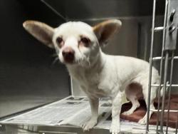 Shelter Stray Female Dog last seen , 14409 Vanowen St, Van Nuys, CA 91405, USA