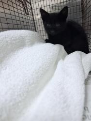 Shelter Stray Male Cat last seen , 14409 Vanowen St, Van Nuys, CA 91405, USA