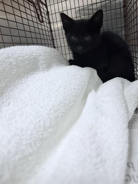 Shelter Stray Male Cat last seen , 14409 Vanowen St, Van Nuys, CA 91405, USA