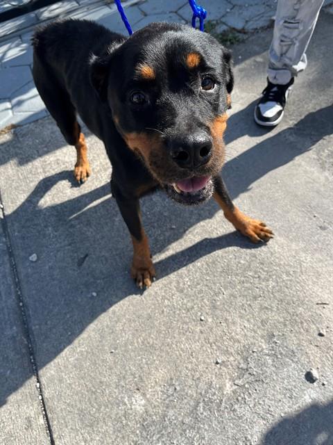 Shelter Stray Female Dog last seen Near BLOCK NW 142ND ST, 3599 NW 79th Ave, Doral, FL 33122, USA