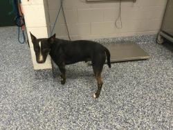 Shelter Stray Male Dog last seen DOUMA ST COACHELLA CA 92236, Thousand Palms, CA, USA