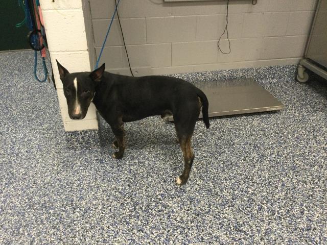 Shelter Stray Male Dog last seen DOUMA ST COACHELLA CA 92236, Thousand Palms, CA, USA