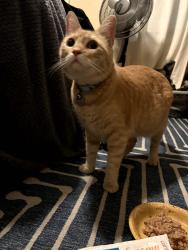 Found/Stray Female Cat last seen Monroe and park ave, San Diego, CA 92116