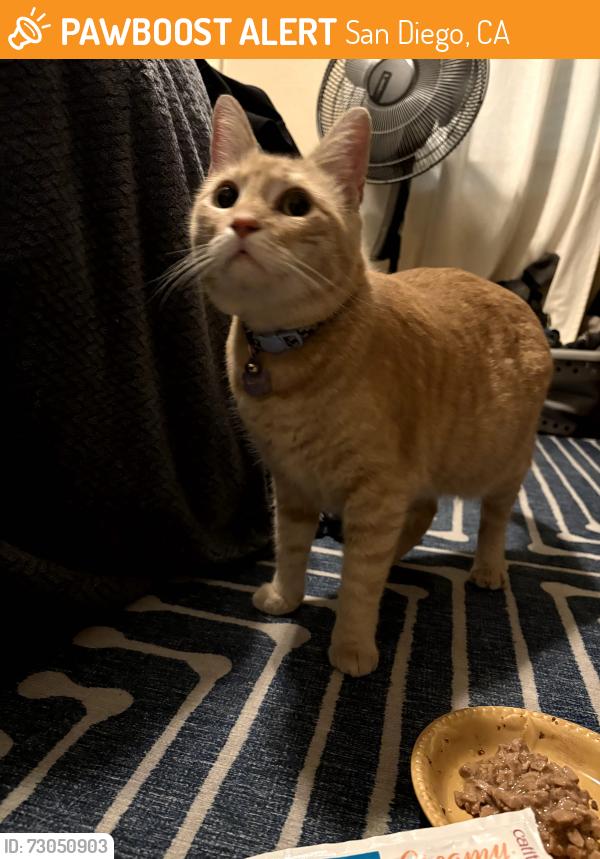 Found/Stray Female Cat last seen Monroe and park ave, San Diego, CA 92116
