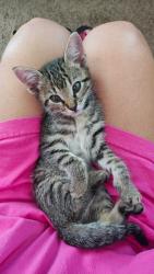 Lost Female Cat last seen Dolores st, Spring Valley, CA 91977