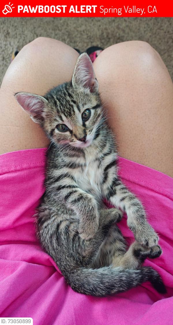 Lost Female Cat last seen Dolores st, Spring Valley, CA 91977