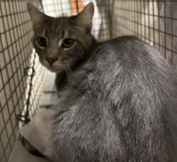 Shelter Stray Male Cat last seen , 957 N Gaffey St, San Pedro, CA 90731, USA