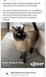 Lost Male Cat last seen Near North Dwight, Portland, OR 97203