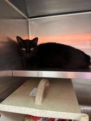 Shelter Stray Male Cat last seen Near BLOCK NEWBURG ROAD, 3528 Newburg Rd, Louisville, KY 40218, USA