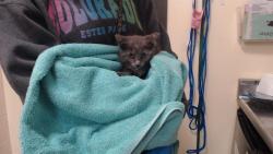 Shelter Stray Female Cat last seen Near BLOCK W BAYAUD AVE, DENVER CO 80223, 1241 W Bayaud Ave, Denver, CO 80223, USA