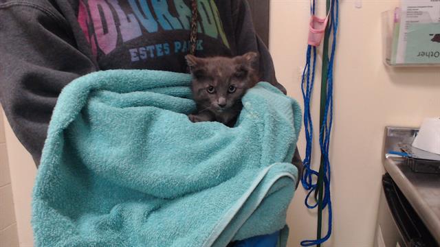 Shelter Stray Female Cat last seen Near BLOCK W BAYAUD AVE, DENVER CO 80223, 1241 W Bayaud Ave, Denver, CO 80223, USA