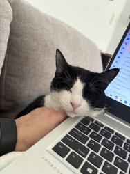 Lost Female Cat last seen Heritage Green neighborhood, Cornelius, NC 28031