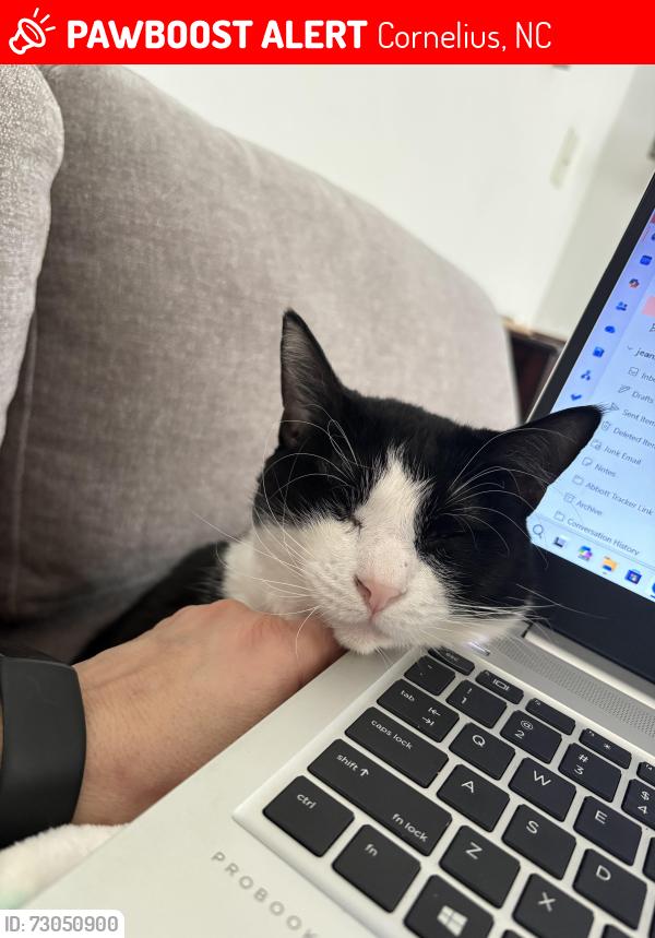 Lost Female Cat last seen Heritage Green neighborhood, Cornelius, NC 28031