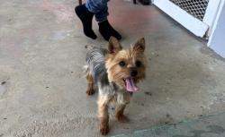 Reunited Male Dog last seen Wells , Riverside, CA 92503