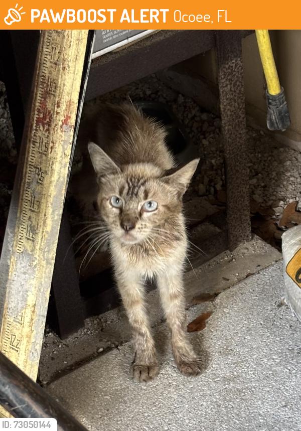 Found/Stray Unknown Cat last seen Johio Shores Road, Ocoee, FL 34761