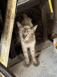 Found/Stray Unknown Cat last seen Johio Shores Road, Ocoee, FL 34761