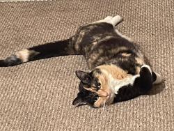 Lost Female Cat last seen SE 77th ave and Mill St., Portland, OR 97215