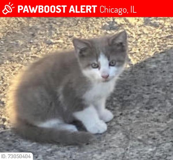 Lost Male Cat last seen Gray color like the picture , Chicago, IL 60609