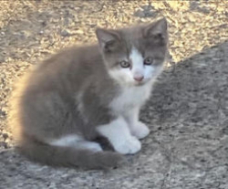 Lost Male Cat last seen Gray color like the picture , Chicago, IL 60609